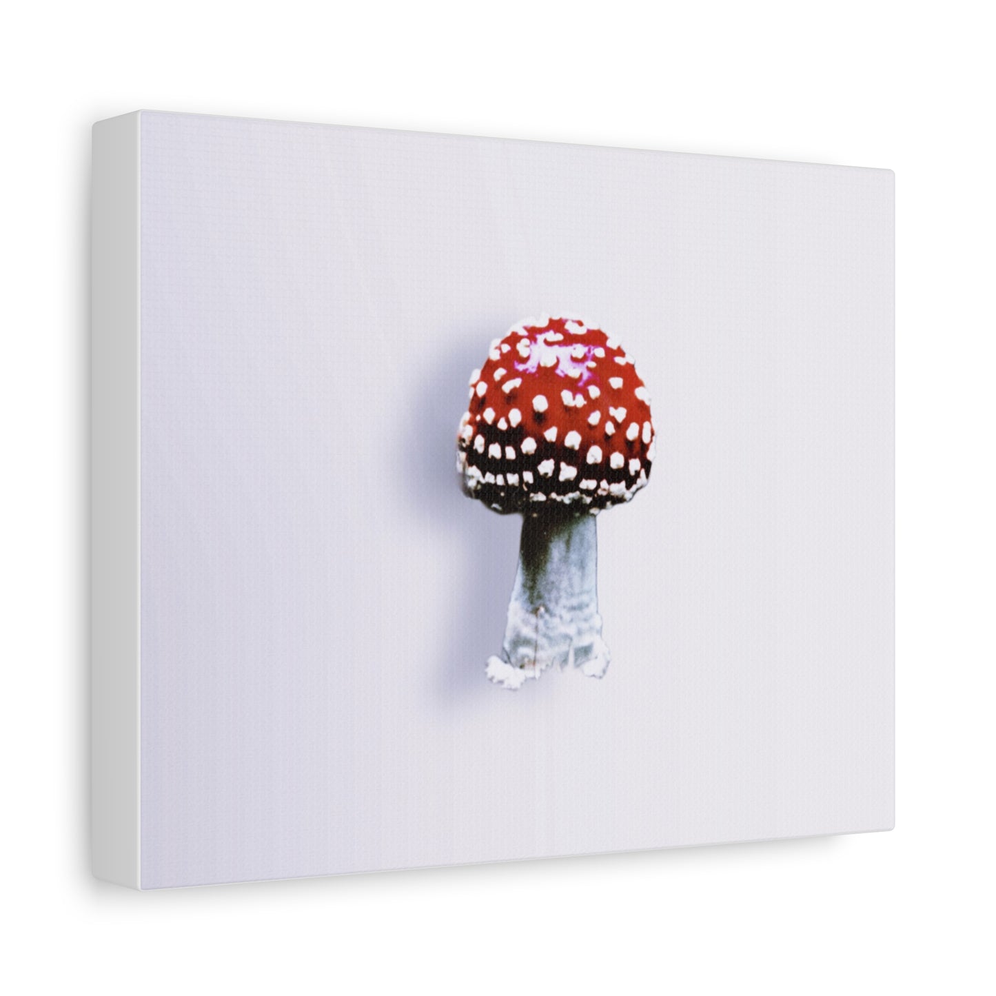 Fly Agaric (Amanita muscaria) Canvas | Amity in Bloom Original