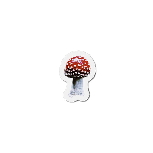 Fly Agaric (Amanita muscaria) Magnet | Amity in Bloom Original