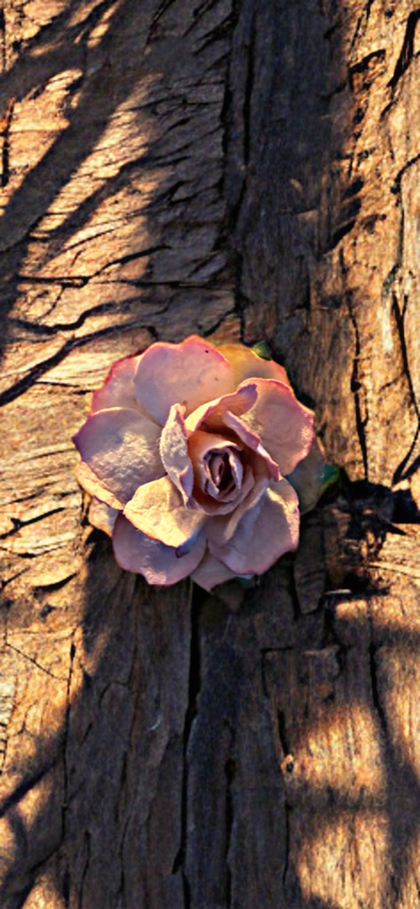 Dust Petal Rose Pin | Amity in Bloom Upcycled Design